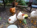 In the yard, large tame chickens come close