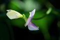 Yard Long Bean Blossom, Side View