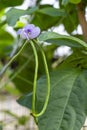 Yard long bean flower on agriculture field, it is crispy sweet taste Eaten as fresh vegetables or eat cooked. Organic Vigna