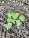 Yard long bean plaint on the ground Royalty Free Stock Photo