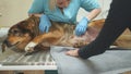 Yard village dog examined by a vet clinic doctor. Royalty Free Stock Photo