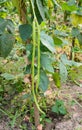 Yardlong bean Royalty Free Stock Photo