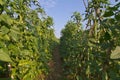 Yardlong bean farm Royalty Free Stock Photo