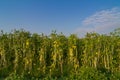 Yardlong bean farm and blue sky Royalty Free Stock Photo