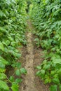 Yardlong bean farm Royalty Free Stock Photo