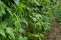 Yardlong bean farm Royalty Free Stock Photo