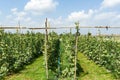 Yardlong bean farm.