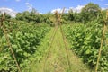 Yardlong bean farm Royalty Free Stock Photo