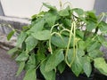 Yardlong bean plant growing on the pot. Royalty Free Stock Photo