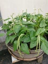 Yardlong bean plant growing on the pot.