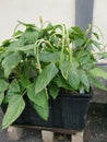 Yardlong bean plant growing on the pot.