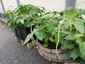 Yardlong bean plant growing on the pot.