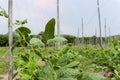 Yardlong bean plant saplings in agricultural farms, Asia Thai farmer, plant growth, farming agricultural concept