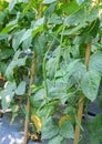 Yardlong bean plantation