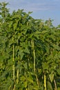 Yardlong beans in the farm Royalty Free Stock Photo