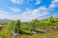 The Yardlong beans farm Royalty Free Stock Photo