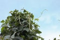 Yardlong beans hanging on tree in the garden. Royalty Free Stock Photo