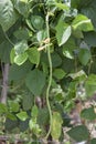 Yardlong beans on tree with sunlight in the garden. Royalty Free Stock Photo