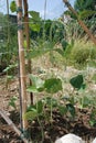 Yardlong Beans on Vine