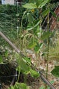 Yardlong Beans on Vine