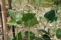 Yardlong Beans on Vine Royalty Free Stock Photo