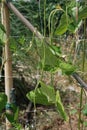 Yardlong Beans on Vine