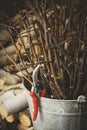 Yardwork, seasonal garden work. Pruning twigs. Royalty Free Stock Photo