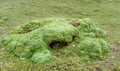 Yareta plant, Azorella compacta growing on altitude in South America altiplano