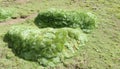 Yareta plant, Azorella compacta growing on altitude in South America altiplano