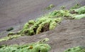 Yareta plant, Azorella compacta growing on altitude in South America altiplano