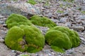 Yareta plant, Azorella compacta