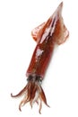 Yari-ika, japanese spear squid Royalty Free Stock Photo