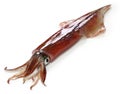 Yari-ika, japanese spear squid Royalty Free Stock Photo