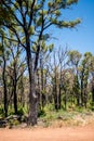 Yarloop Town After the Fire: Black Trees