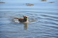 Yarmouth Toller Puppy Dog Retrieving from the Water Royalty Free Stock Photo