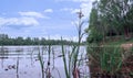 Yaroslavl. Kotorosl River. Grass stems in shallow water Royalty Free Stock Photo