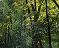 Yaroslavl. Yaroslavl. Summer evening. Lights on Volzhsky Boulevard. Linden alley Royalty Free Stock Photo