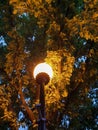 Yaroslavl. Volga embankment. Lantern on the background of an oak tree. Night scene Royalty Free Stock Photo