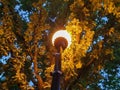 Yaroslavl. Volga embankment. Lantern on the background of an oak tree. Night scene Royalty Free Stock Photo