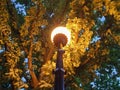 Yaroslavl. Volga embankment. Lantern on the background of an oak tree. Night scene Royalty Free Stock Photo