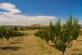 Yarra Glen Orchard