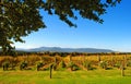 Yarra Valley Royalty Free Stock Photo