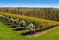 Yarra Valley Royalty Free Stock Photo