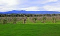 Yarra valley Royalty Free Stock Photo