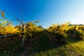 Yarra Valley Vineyard in Australia Royalty Free Stock Photo