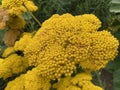 Yarrow / Achillea filipendulina / Fernleaf yarrow, Milfoil, Nosebleed, Soldiers Woundwort, Goldgarbe, FarnblÃÂ¤ttrige Schafgarbe