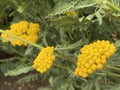 Yarrow / Achillea filipendulina / Fernleaf yarrow, Milfoil, Nosebleed, Soldiers Woundwort, Goldgarbe, FarnblÃÂ¤ttrige Schafgarbe