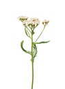 Yarrow (Achillea millefolium)