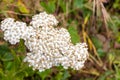 Yarrow Achillea millefolium blooming on the Pacific Ocean coastline, California