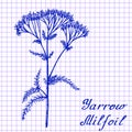 Yarrow Achillea millefolium . Botanical drawing on exercise book background